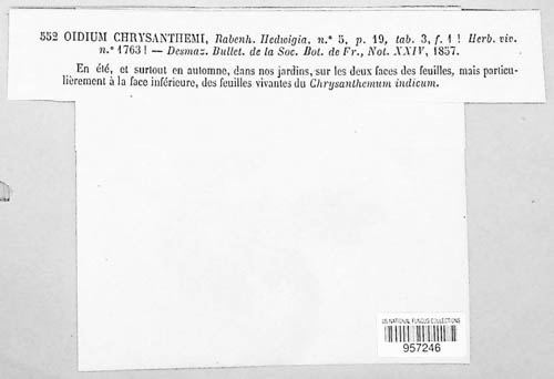 Oidium chrysanthemi image